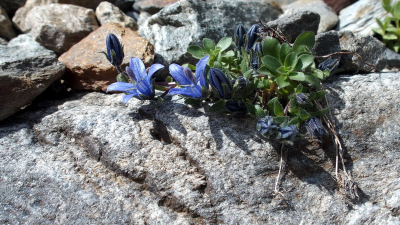 Campanula cenisia / Campanula del Moncenisio